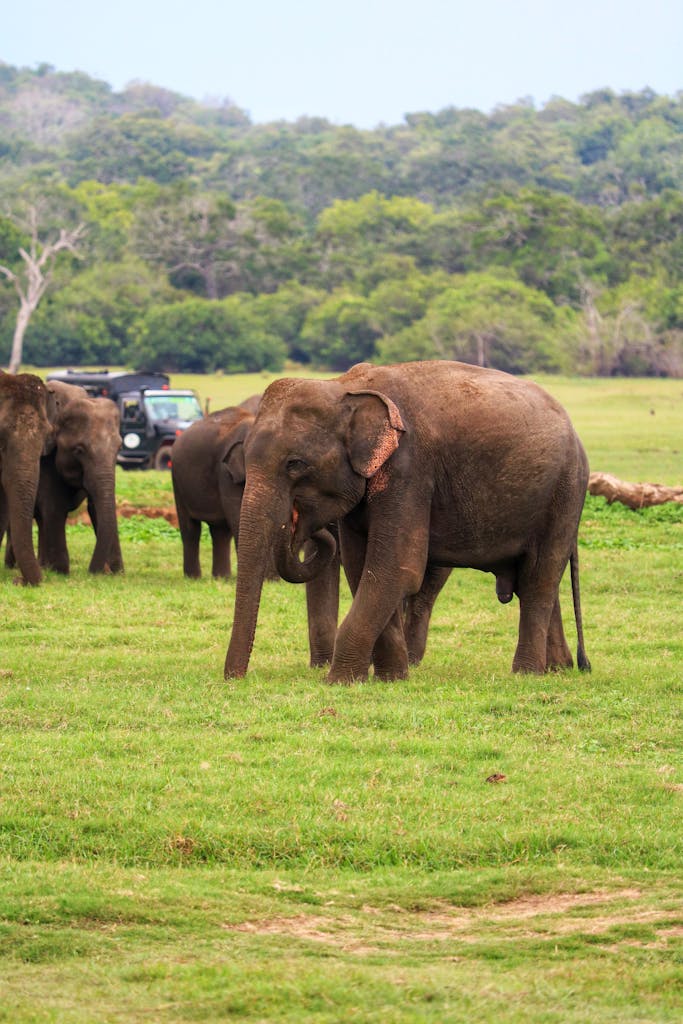 A herd of majestic elephants grazing in the lush fields of Galoya, Sri Lanka.