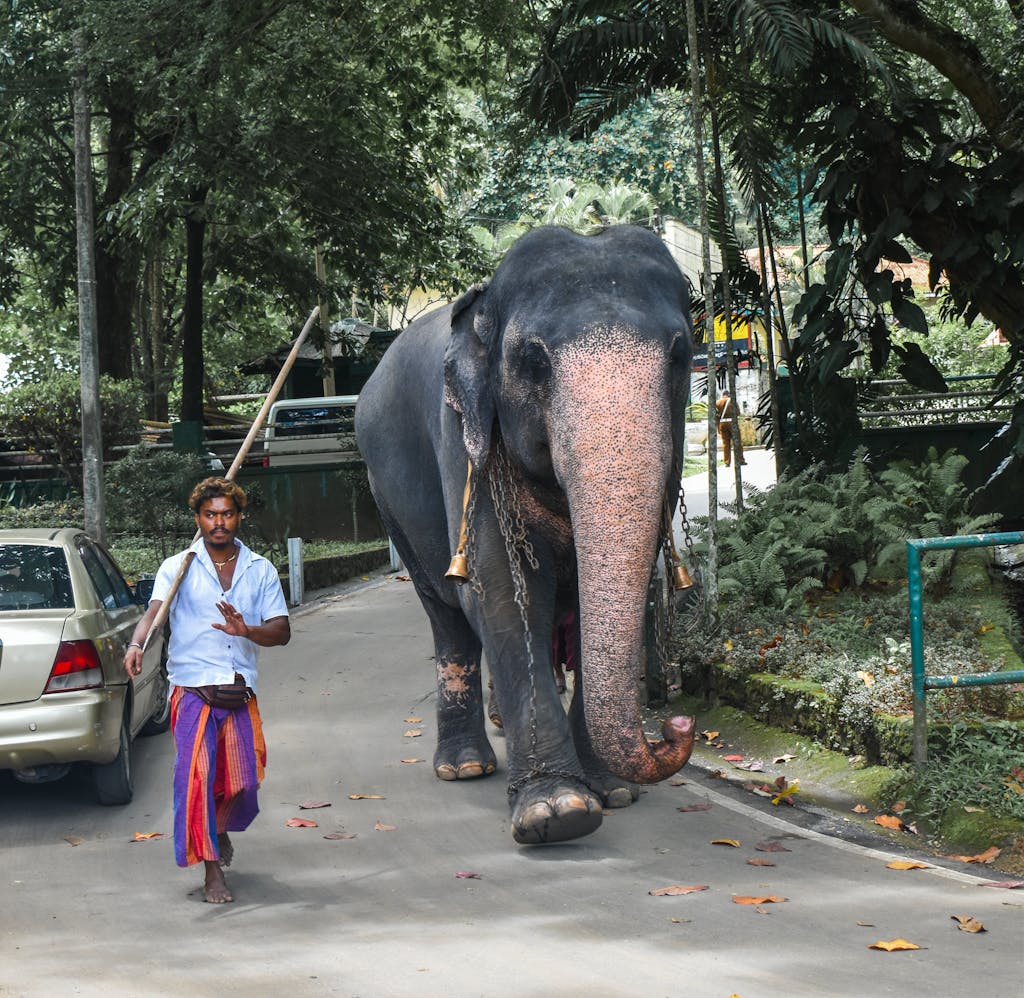 A majestic elephant walks through Kandy with a guide, showcasing Sri Lankan culture.