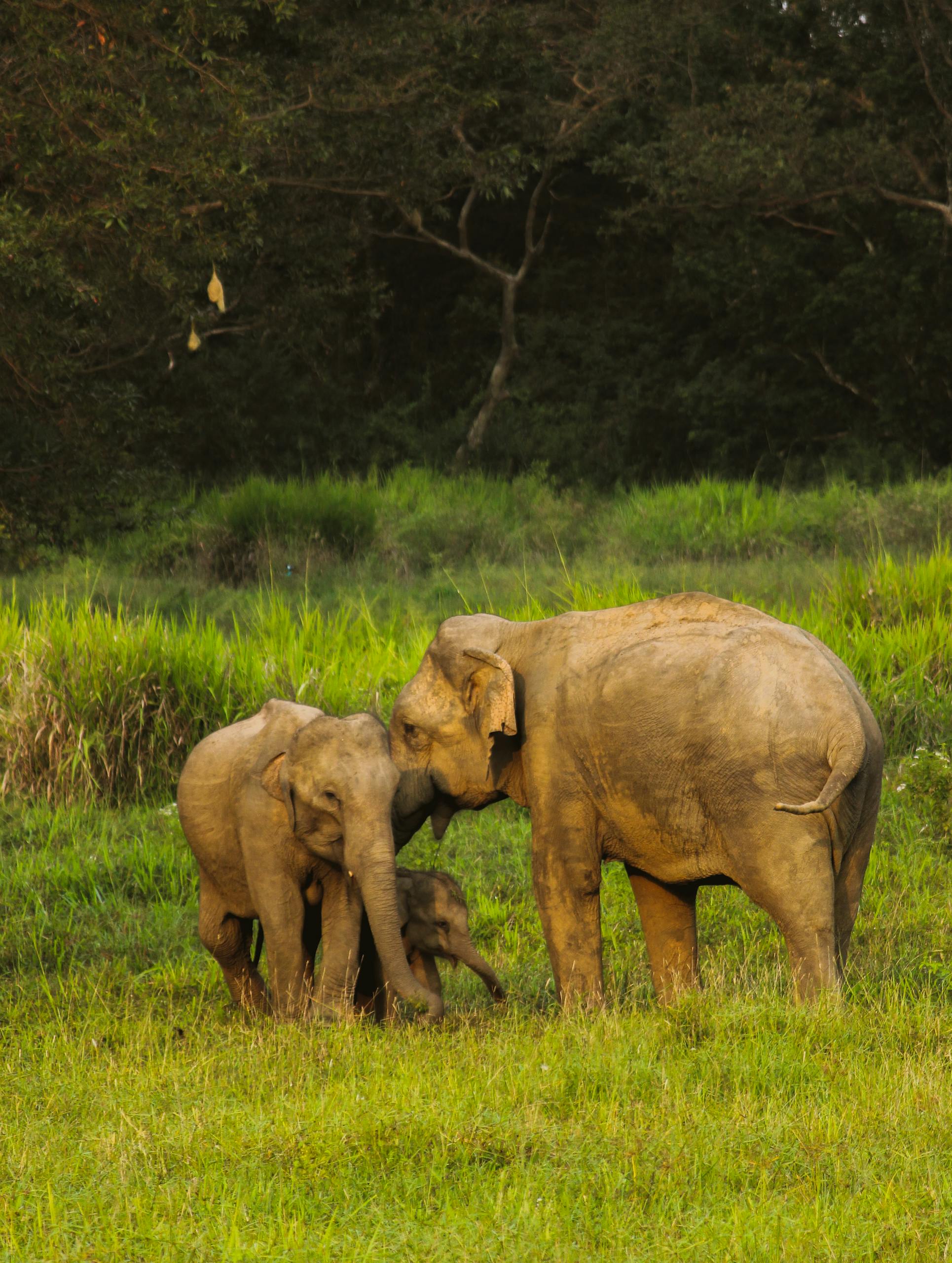 A touching scene of a family of elephants interacting in the natural landscape of Colombo, Sri Lanka.