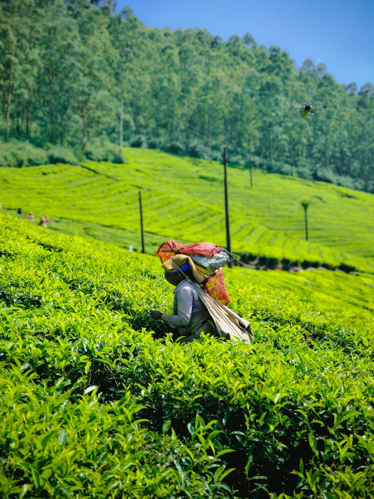 A worker harvesting tea leaves in a vibrant green plantation surrounded by lush forested hills.