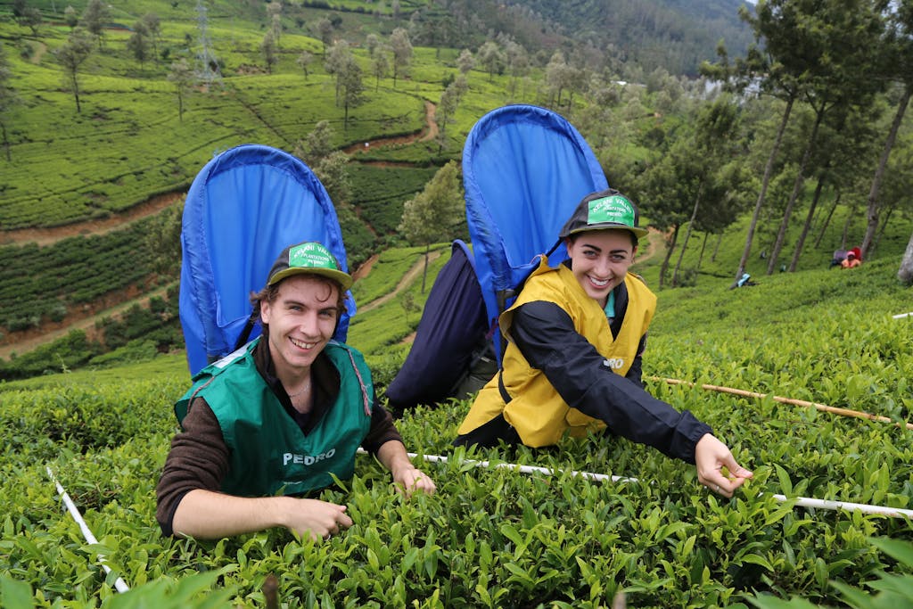 Smiling workers picking tea leaves in Nuwara Eliya, showcasing vibrant Sri Lankan tea culture.